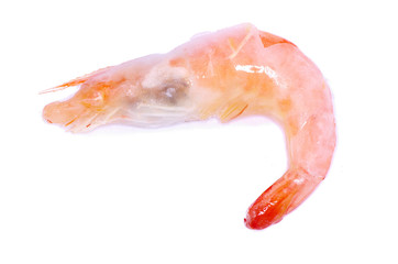 shrimp
