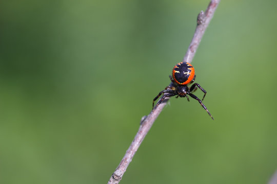 spider
