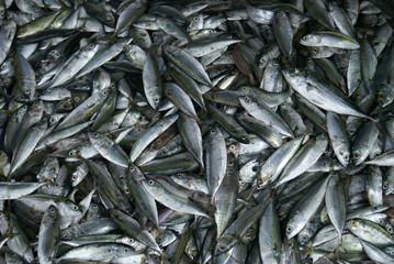Obraz premium The Fish