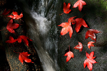 Maple leaves I