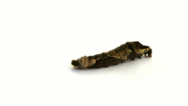 Caterpillar