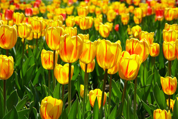 Field of yellow spring tulips in sunlight