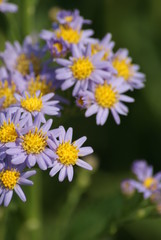 Fototapeta premium Asters