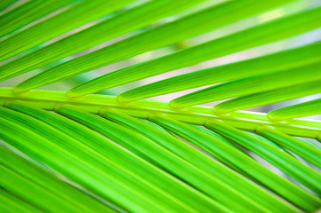 Fototapeta premium palm leaf texture