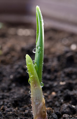 plant