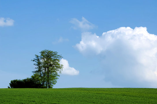 arbre vert, ciel bleu