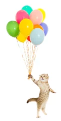 Vitrage gordijnen Dieren met ballon wandelende kitten of kat tabby met kleurrijke ballonnen geïsoleerd