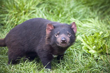 Tasmanian Devil stare