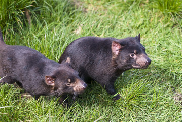 Tasmanian Devils prowling