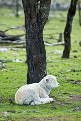 Obraz premium Lamb resting under tree in paddock