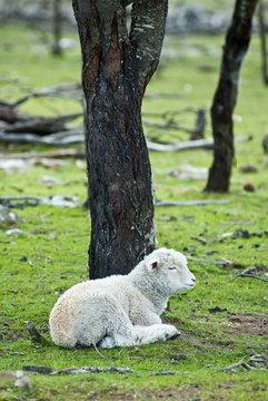Lamb resting under tree in paddock