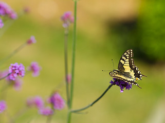 papilio machaon