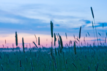 Obraz premium evening in steppe