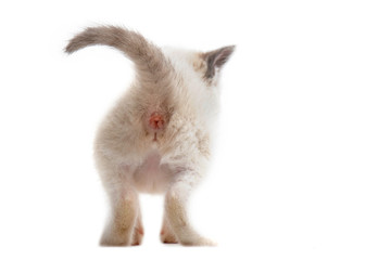 Photo Wallpaper Anus Mural Poster Stickers Canvas Photo Wallpaper Anus Mural Poster Stickers Canvas