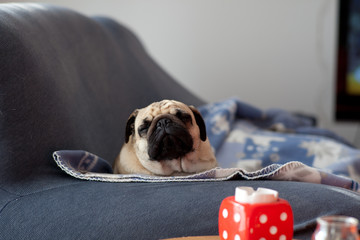 carlino © riccardo bruni