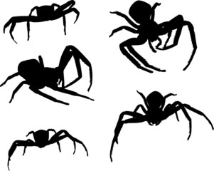 five spider silhouettes on white