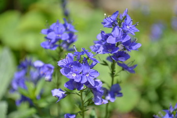 ベロニカ クレーターレイクブルー