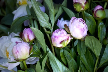 Papier peint photo Pivoines Pivoines, fleurs, bouquet, printemps, verdure, nature, fleuriste  © Redzen