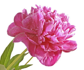 peony isolated