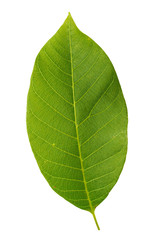 Walnut leaf isolated on white background with clipping path