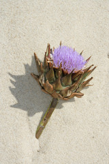 carciofo con fiore sulla sabbia