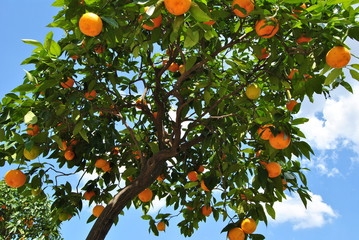 orangenbaum