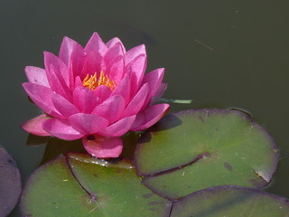 pink water lily