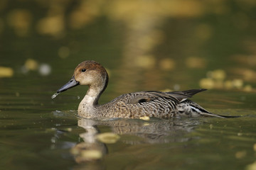 Pintail or Northern Pintail (Anas acuta)