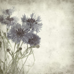 textured old paper background with cornflower