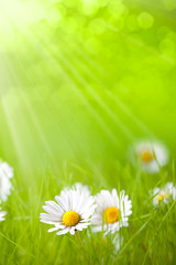 Fototapeta na wymiar Letnie kwiaty - stokrotki na zielonym tle