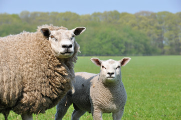 Naklejka premium Close-up of Mother sheep with lamb (Ovis aries)