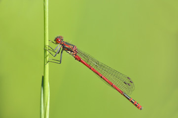 Large Red Damselfly (female, Pyrrhosoma,nymphula)