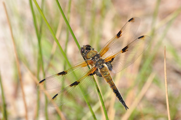 Four-spotted Chaser (male, Libellula quadrimaculata)