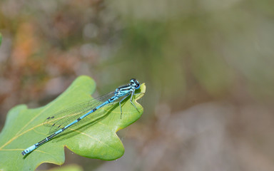 Oak leaf with a Azure Bluet damselfly with room for text