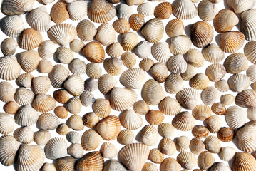 Seashells