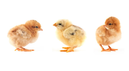 The yellow small chick