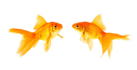 Fototapeta premium Goldfish