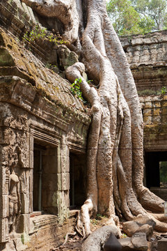Ta Phrom Tempel