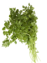 Herbe cerfeuil