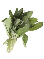 Herbe sauge