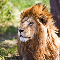 Male African Lion in the Serengeti national park, Tanzania