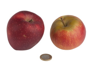 Pomme ptte reine des reinettes