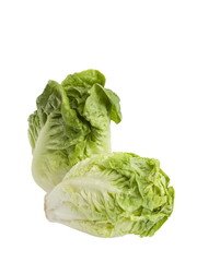 Salade cœur de sucrine