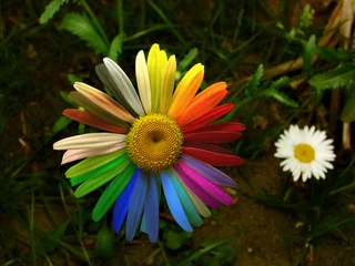 Papier Peint photo Lavable Marguerites Colorful daisy