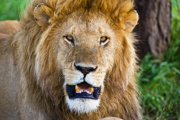 Obraz na płótnie Canvas Male African Lion in the Serengeti national park, Tanzania