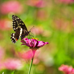 Fototapeta na wymiar Beautiful butterfly in the Lake Manyara National Park, Tanzania