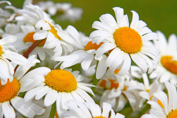 Obraz premium Margeriten