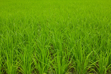 Rice field