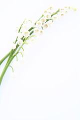 Fleurs de muguet sur fond blanc