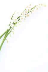 Peel and stick wallpaper Lily of the valley Lily of the valley flowers on white background